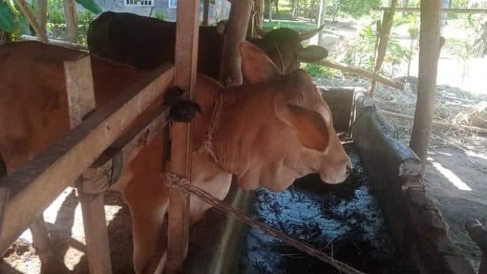 jangan_salah_pilih_ini_syarat_hewan_kurban_sesuai_syariat_islam