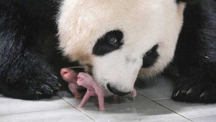 jarang_terjadi_panda_kembar_lahir_di_kebun_binatang_korsel
