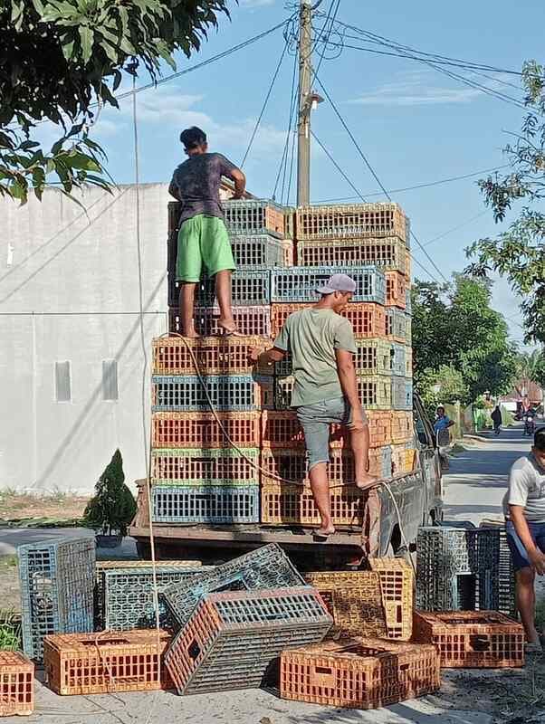 jatuh_dari_mobil_keranjang_ayam_timpa_pengendara_motor