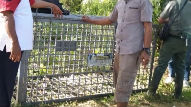 jejak_harimau_kembali_muncul_di_palas_bksda_sumut_pasang_kandang_jebak