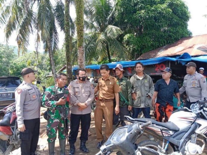 jejak_harimau_sumatera_kembali_muncul_warga_diminta_kurangi_aktivitas_di_kebun