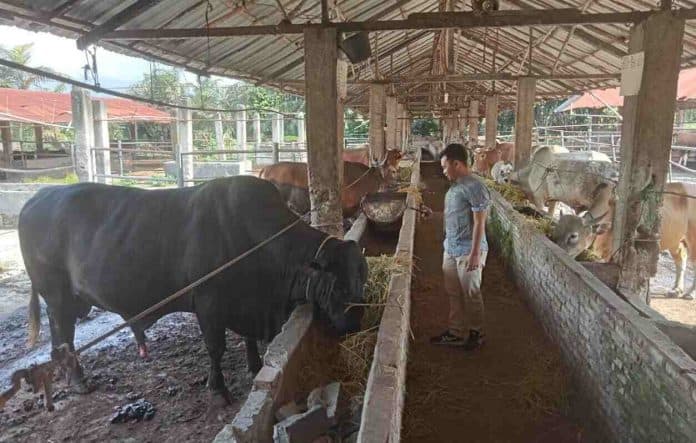 jelang_idul_adha_2023_pesanan_hewan_kurban_di_siantar_naik_dari_tahun_sebelumnya