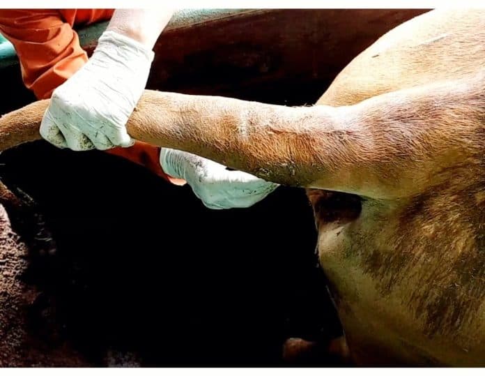 jelang_idul_adha_karantina_pertanian_belawan_sebut_kesehatan_sapi_di_ikh_layak