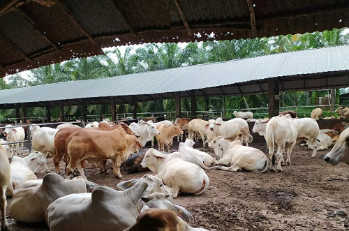 jelang_idul_adha_pemko_siantar_perketat_masuknya_ternak_di_perbatasan