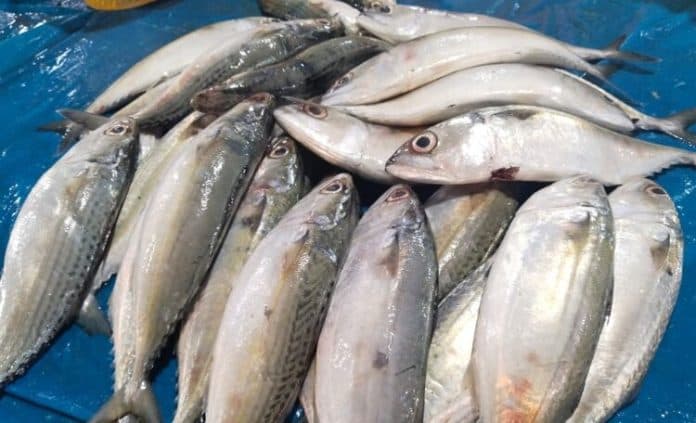 jenis_jenis_ikan_berikut_diekspor_dengan_nilai_fantastis_efeknya_harga_mahal_di_pasar_tradisional