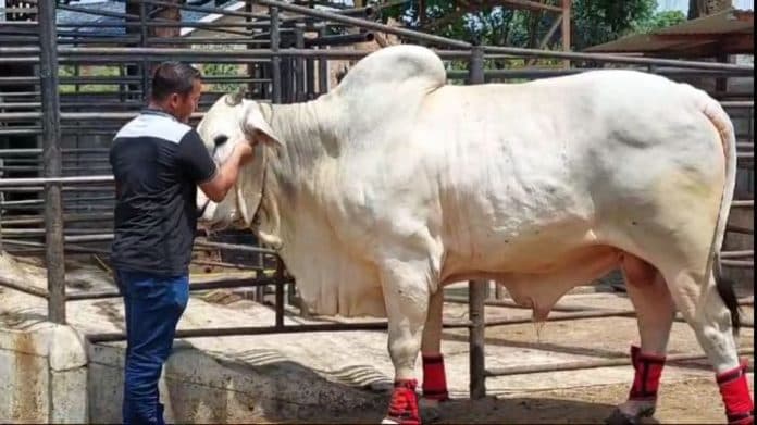 jokowi_beli_sapi_seberat_860_kg_dari_binjai_untuk_kurban_tahun_ini