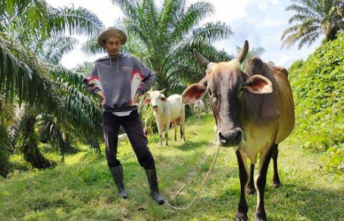jumlah_ternak_sapi_di_simalungun_terus_meningkat_setiap_tahun