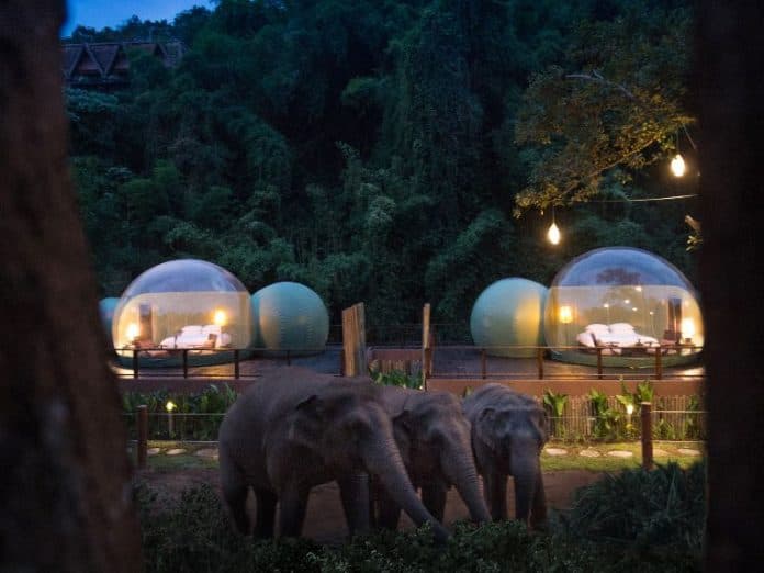jungle_bubble_bermalam_di_resort_perawatan_gajah