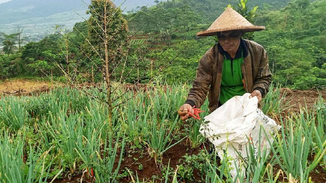 juni_2020_daya_beli_petani_hortikultura_melemah