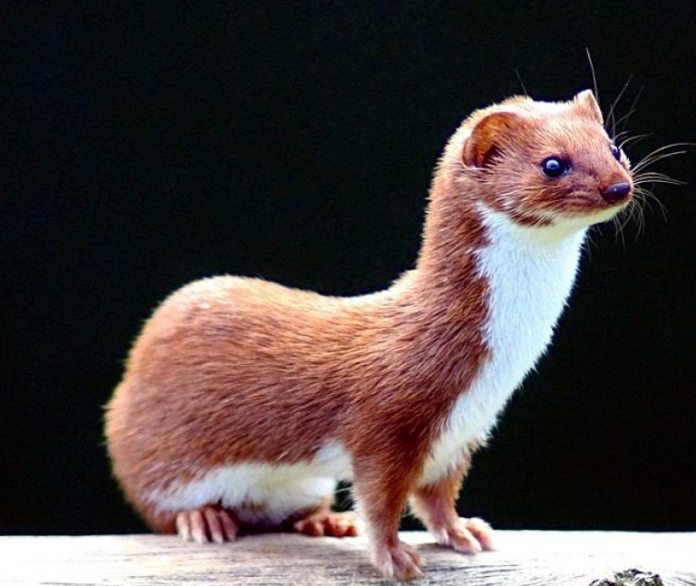 jutaan_cerpelai_dibantai_di_denmark_ini_pemicunya