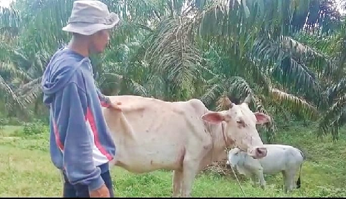 kadis_peternakan_tegaskan_penjualan_ternak_di_sumut_wajib_sertakan_skkh
