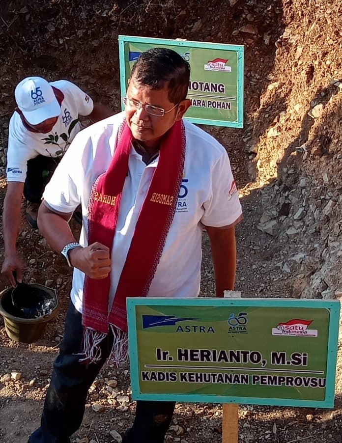 kadishut_sumut_tidak_ada_surat_keterangan_pinus_sebagai_hasil_tanaman_budidaya_di_samosir