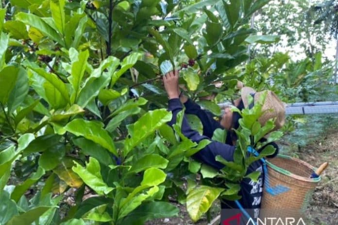 kalimantan_selatan_mencanangkan_kota_sejuta_kopi