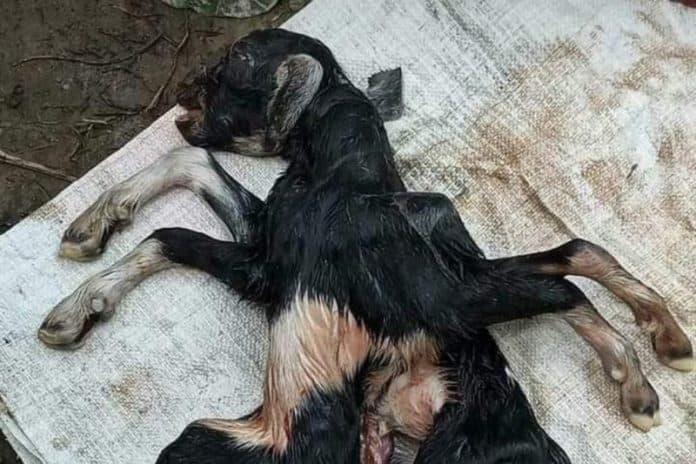kambing_berkaki_8_hebohkan_warga_di_nagan_raya_aceh
