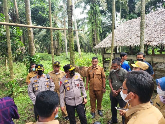 kapolda_sumut_sidak_peternakan_sapi_di_langkat