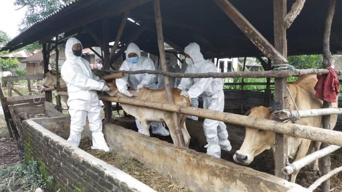 kapolresta_deli_serdang_tinjau_vaksinasi_sapi_di_batang_kuis