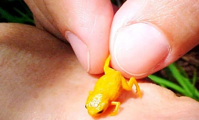 katak_kutu_dinobatkan_vertebrata_terkecil_di_bumi