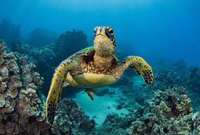 kebisingan_laut_mempengaruhi_kehidupan_penyu