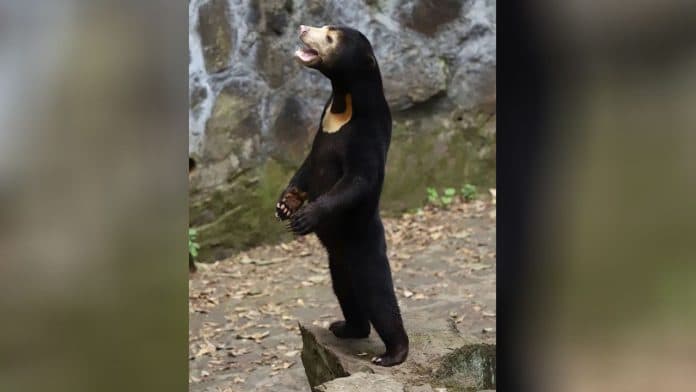 kebun_binatang_di_china_dituding_tampilkan_manusia_berkostum_perankan_beruang_madu