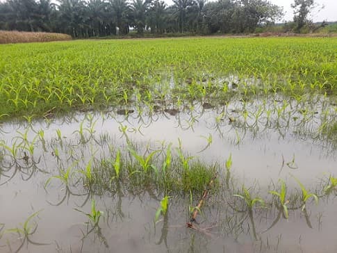 kebun_jagung_di_desa_panombean_rusak_akibat_banjir