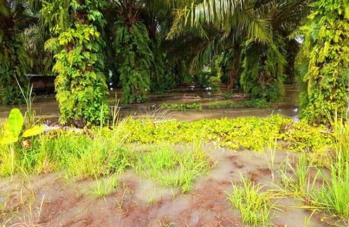 kebun_sawit_warga_tanah_jawa_terendam_banjir_panen_tertunda