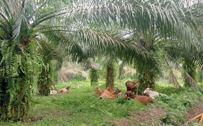 kebun_tanjung_garbus_ptpn4_reg_ii_jadi_lokasi_ternak_lembu_dan_kerbau