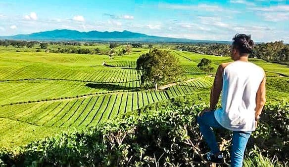 kebun_teh_sidamanik_masih_jadi_pilihan_wisata_di_simalungun