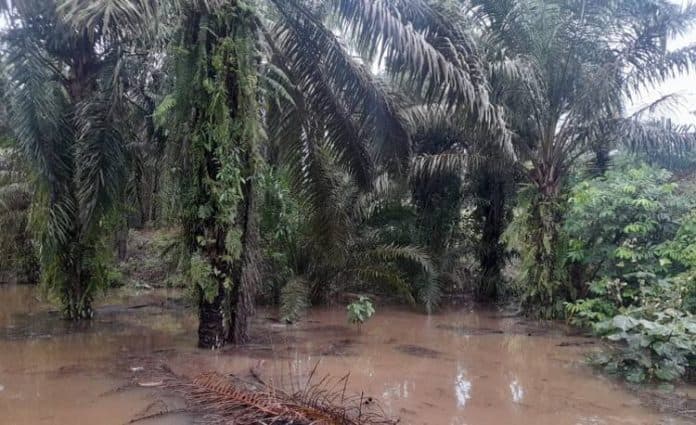 kebun_terendam_banjir_petani_sawit_di_tanah_jawa_kesulitan_memanen_dan_memupuk
