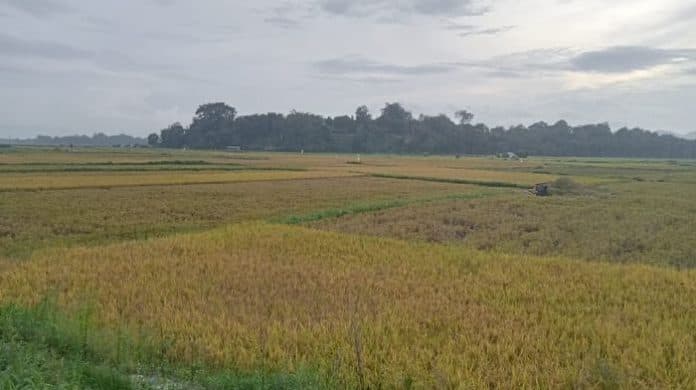 kecamatan_porsea_mulai_panen_raya_padi_begini_pesan_warga_untuk_bupati_toba