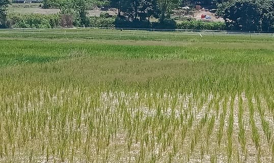 kekeringan_berkepanjangan_dprd_samosir_studi_banding_soal_perikanan_darat