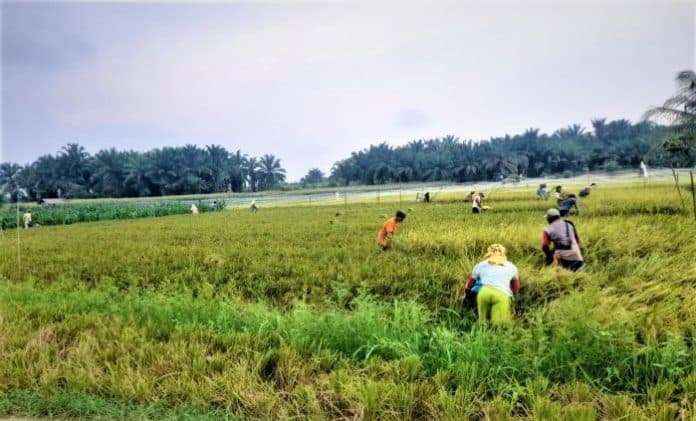 kelangkaan_pupuk_subsidi_di_simalungun_tanaman_padi_terancam_rusak