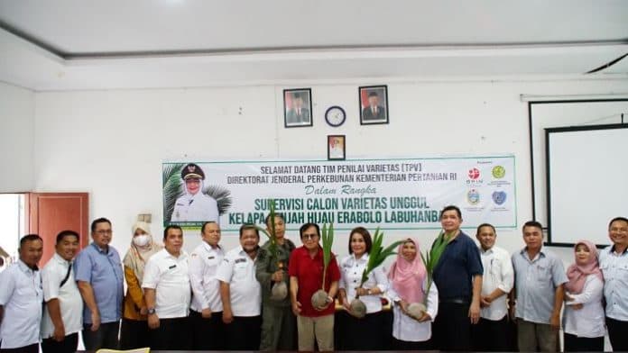 kelapa_genjah_hijau_varietas_unggul_era_bolo_labuhanbatu