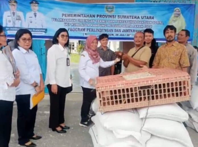 kelompok_peternak_di_simalungun_dapat_bantuan_1640_ekor_ayam