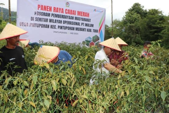 kelompok_tani_pintu_pohan_panen_raya_cabai_keriting_kelima_kalinya