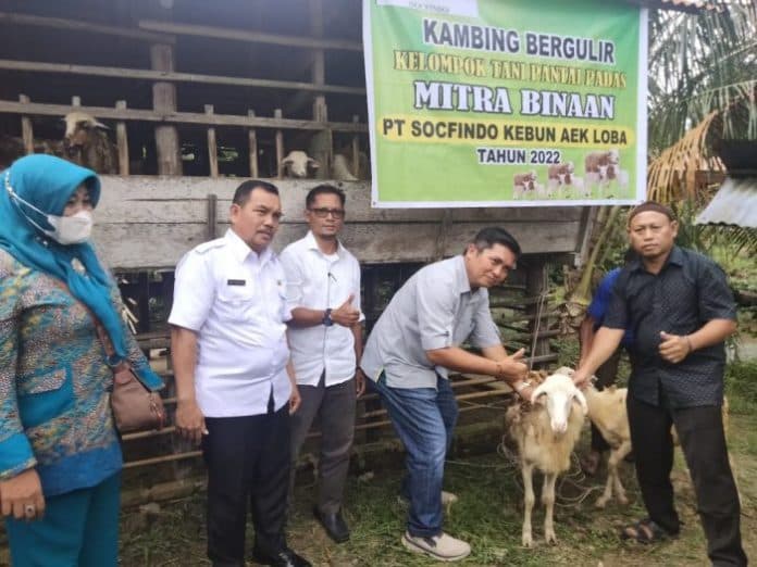 kelompok_ternak_di_asahan_dapat_bantuan_kambing_bergulir