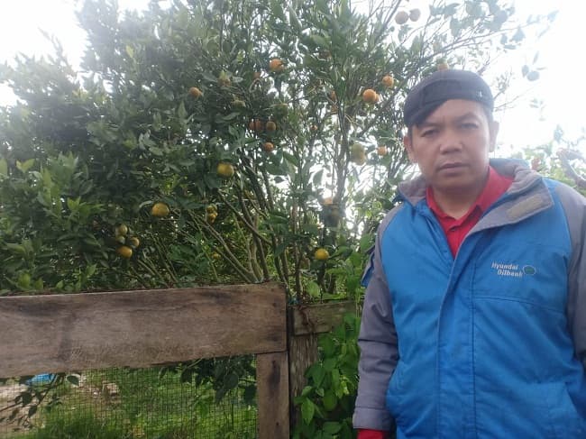 keluhan_petani_jeruk_gurem_di_simalungun_ini_yang_mereka_butuhkan