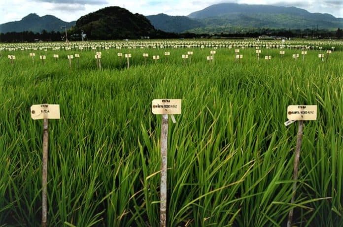 kemendag_sebut_harga_beras_dunia_alami_kenaikan