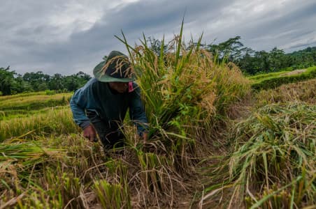 kementan_sebut_produksi_beras_surplus_366_juta_ton_hingga_mei_2021