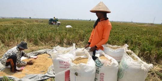 kenaikan_nilai_tukar_petani_di_sumut_didorong_kenaikan_tiga_ntp_subsektor
