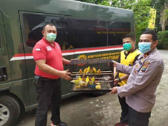 kepala_rutan_kelas_1_medan_sumbang_20_ekor_burung_lovebird