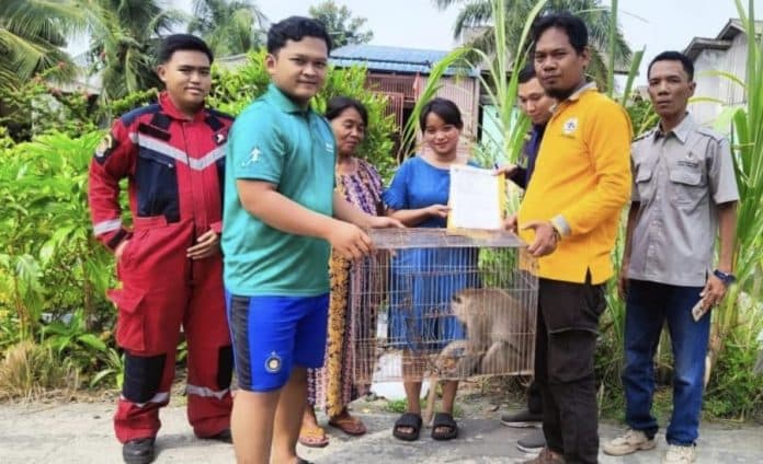 kerap_keluar_kandang_warga_serahkan_monyet_ekor_panjang_ke_bksda_sumut