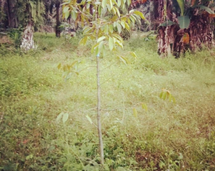 ketapang_desa_greahan_bangun_purba_dibelikan_bibit_durian_dan_pupuk_kandang
