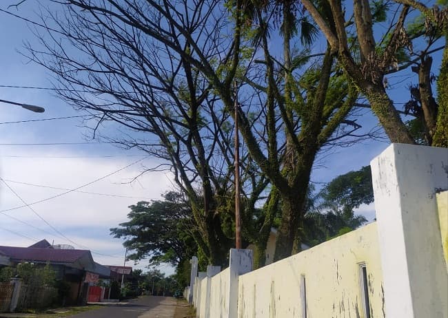 khawatir_tumbang_warga_minta_pemko_siantar_tebang_pohon_tua_di_smp_negeri_3_siantar