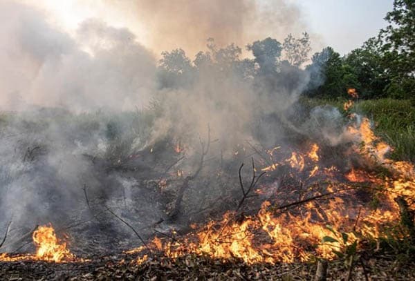 klhk_gugat_perdata_22_perusahaan_pembakar_hutan_siapkan_tindakan_pidana