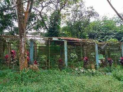 kondisi_medan_zoo_tak_terawat_binatang_alami_stres