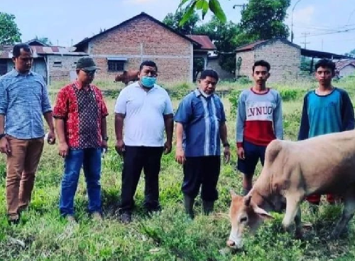 kondisi_sapi_terjangkit_pmk_di_tanjung_morawa_sudah_membaik