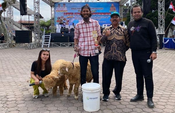 kontes_kambing_dan_domba_di_karo_tabe_domba_ras_merino_raih_juara_iii