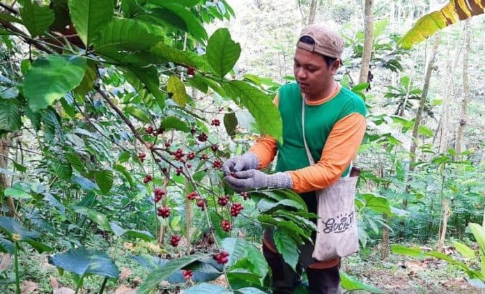 kopi_gucialit_lumajang_rambah_pasar_jepang_china_dan_rusia