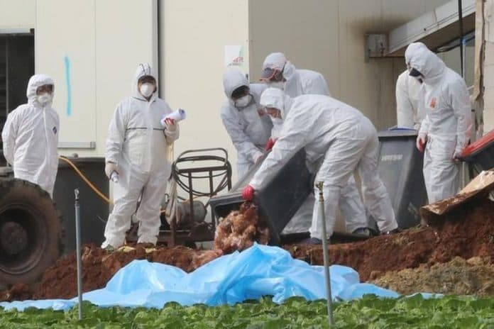 korsel_temukan_kasus_baru_flu_burung_di_peternakan_bebek