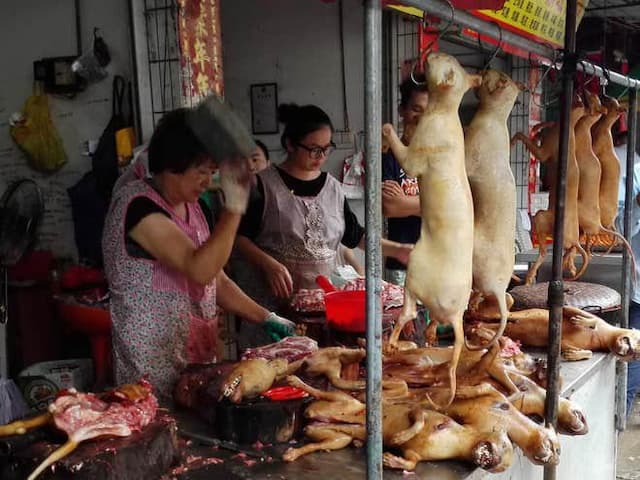 kota_kedua_di_china_zhuhai_larang_konsumsi_daging_anjing_dan_kucing